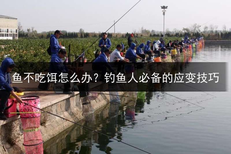 鱼不吃饵怎么办？钓鱼人必备的应变技巧
