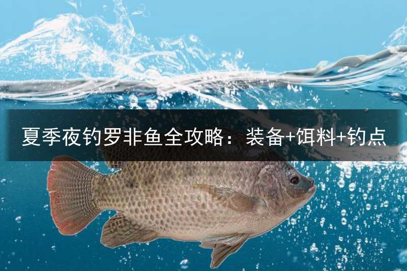 夏季夜钓罗非鱼全攻略：装备+饵料+钓点