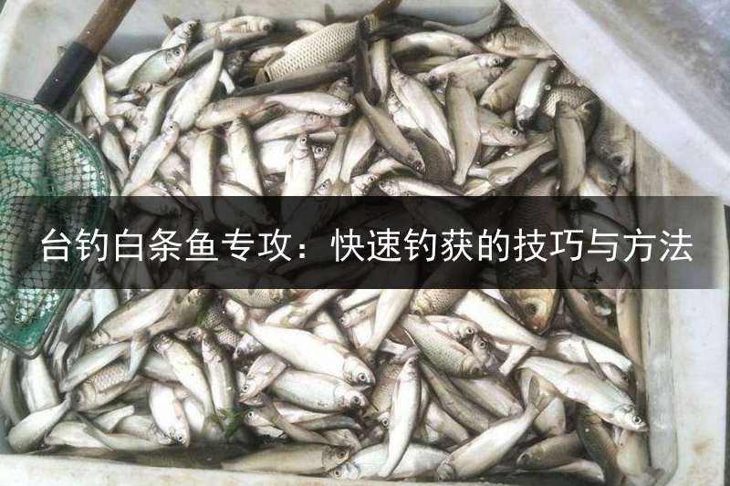 台钓白条鱼专攻：快速钓获的技巧与方法