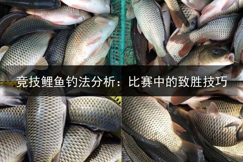 竞技鲤鱼钓法分析：比赛中的致胜技巧