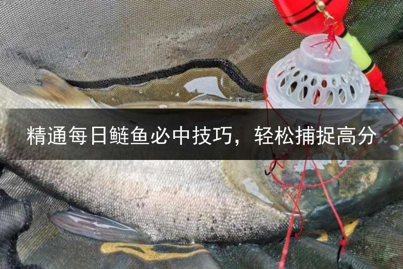 精通每日鲢鱼必中技巧，轻松捕捉高分