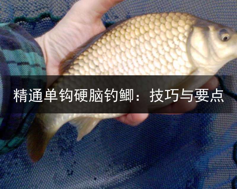 精通单钩硬脑钓鲫：技巧与要点