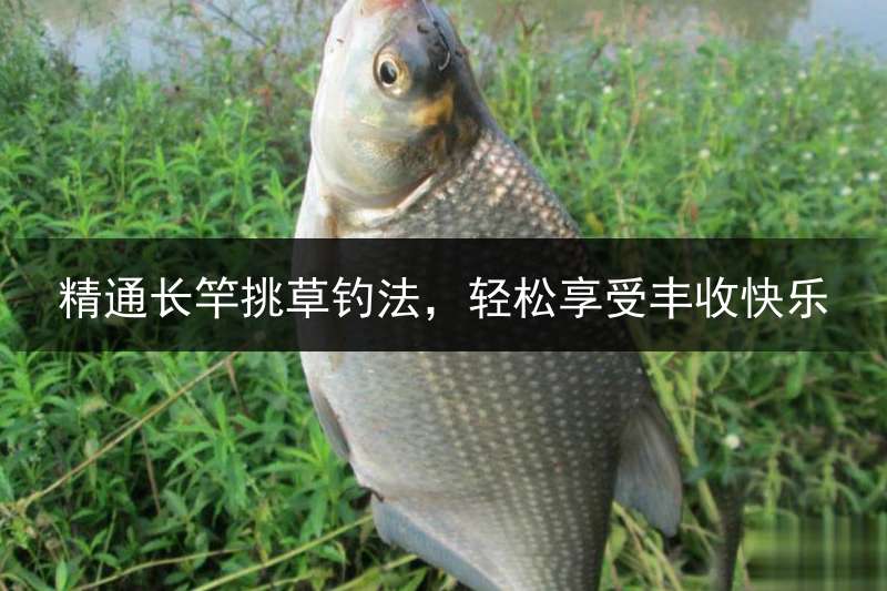 精通长竿挑草钓法，轻松享受丰收快乐