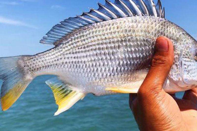 海钓常用饵料测评：5款高效鱼饵推荐