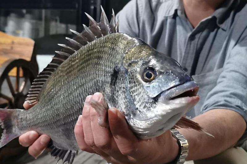 春季鲷鱼海钓：海口最佳钓点与技法