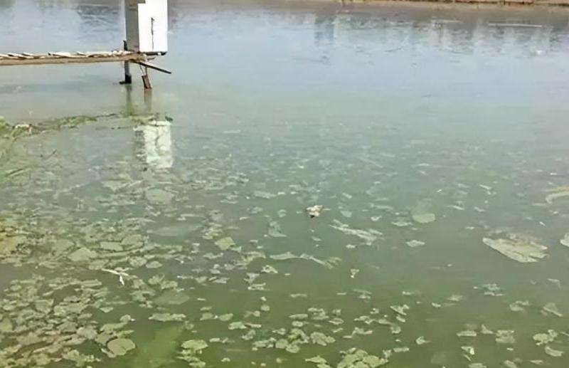 藻类水域禁钓原因与替代方案