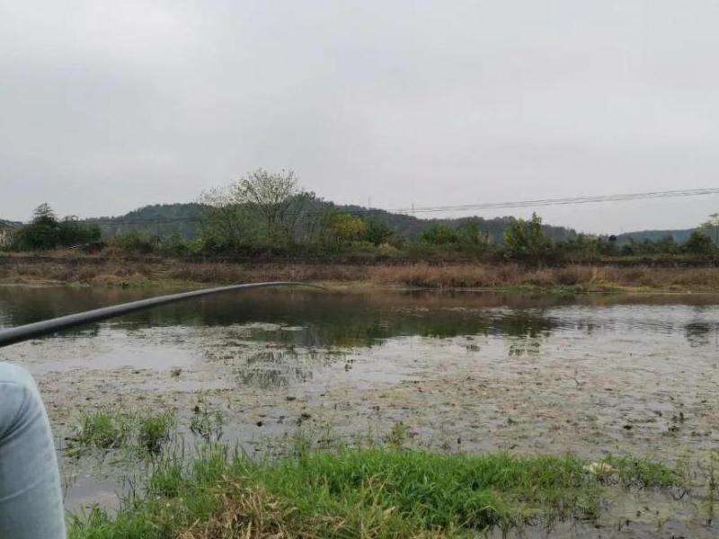 冬季马鞭洲爆护实录：装备×钓法
